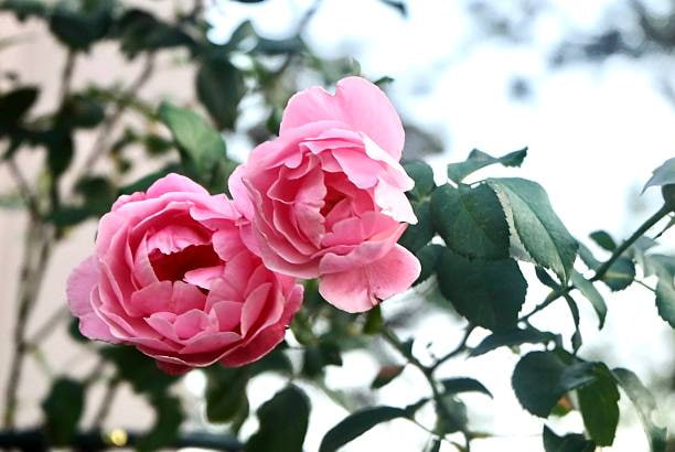 تصویر 4 از گل محمدی پرطراوت با گلبرگ های نرم و رایحه ماندگار طبیعی
